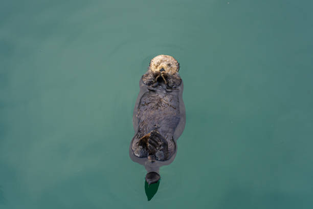 Sea otters (Enhydra lutris) swimming in the sea.