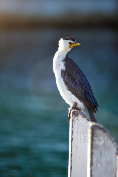 piccolo cormorano pifferaio - crested cormorant foto e immagini stock