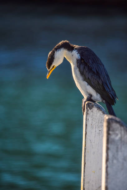 kleiner rattenkormoran - crested cormorant stock-fotos und bilder