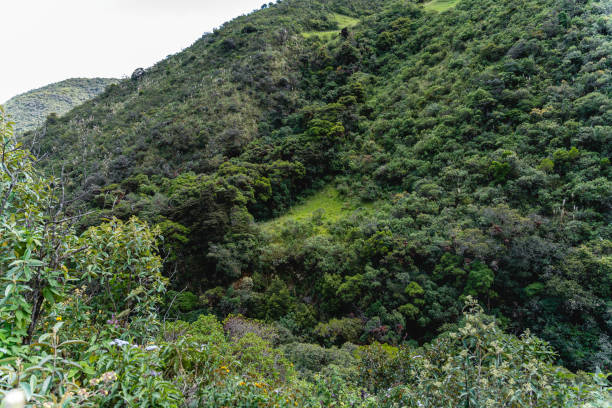 istock Andes mountains overlooking a river filled with a forest 1337729817