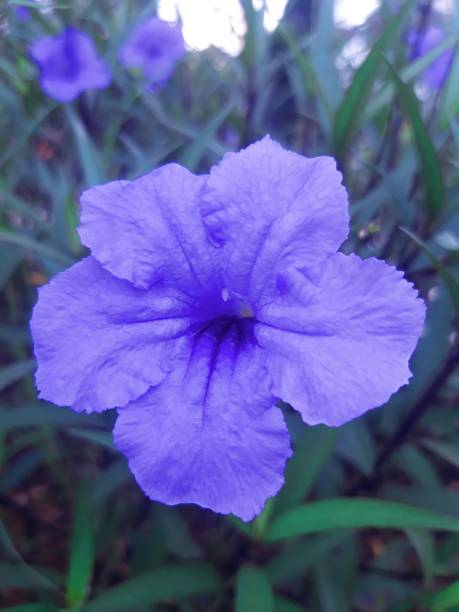 istock Purple Trumpet Flower 1337730603