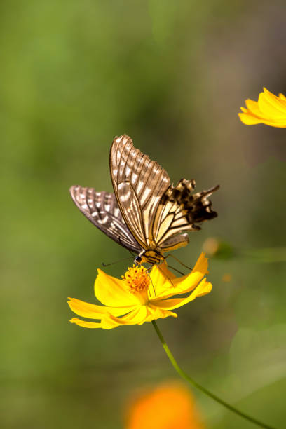 istock A swallowtail butterfly looking for a yellow cosmos flower 1337730754