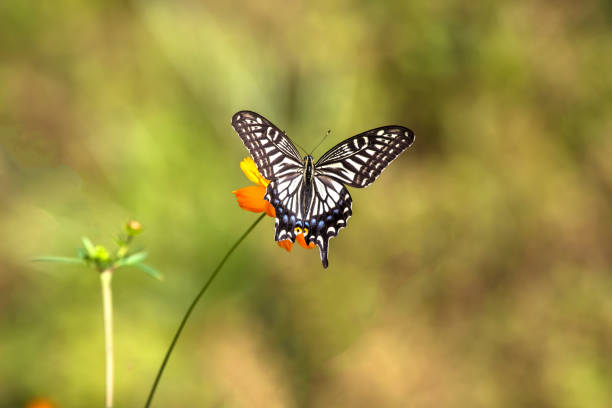 Butterfly specimen