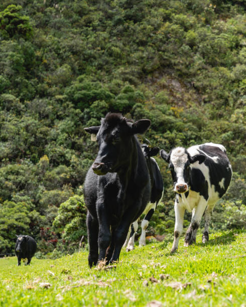 istock cow in the moor 1337730808