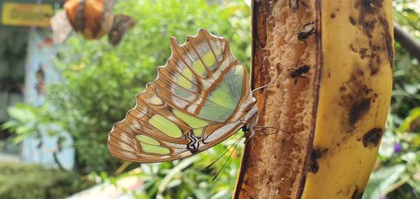 istock Butterfly eatinh a banana 1337730902