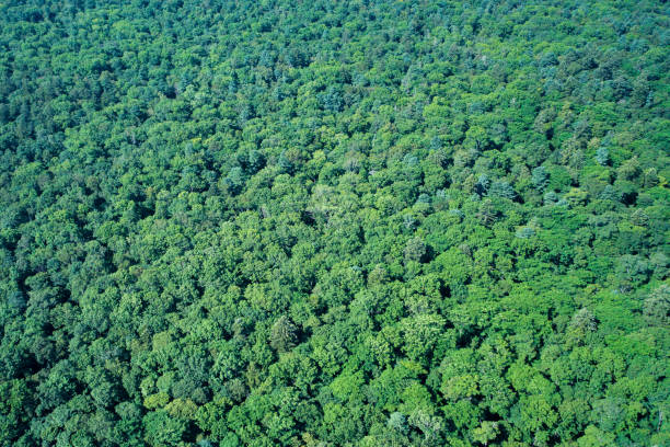 istock Top view of the forest. 1337731610