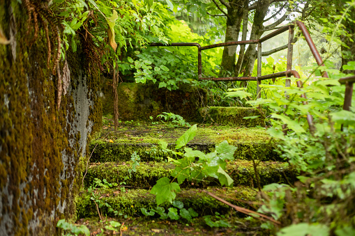 Mossy and overgrown staircase