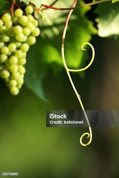 Grapevine Com Cluster De Uva E Rebento - Fotografias de stock e mais imagens de Abstrato - Abstrato, Agricultura, Alimentação Saudável