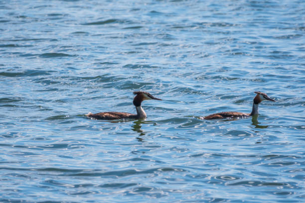 istock Two Water bird Great Crested Grebes swim in the lake 1337737242