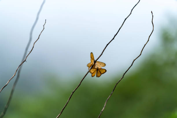 Butterfly resting on the branch