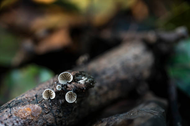 Small mushrooms in the forest