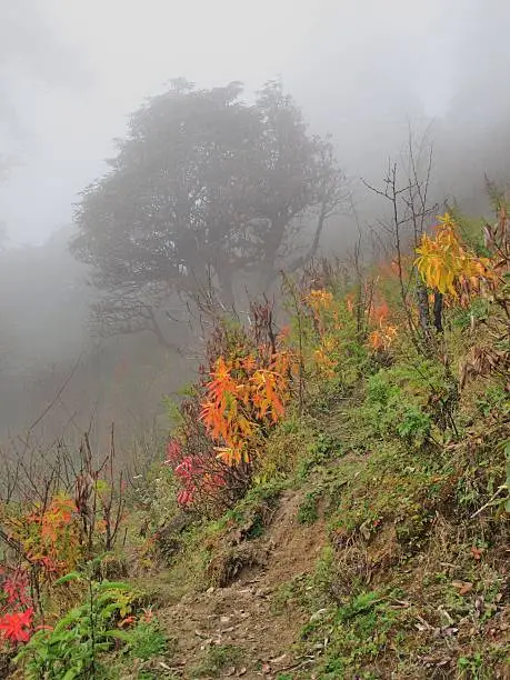 Tree in the morning-fog, colors of autumn.