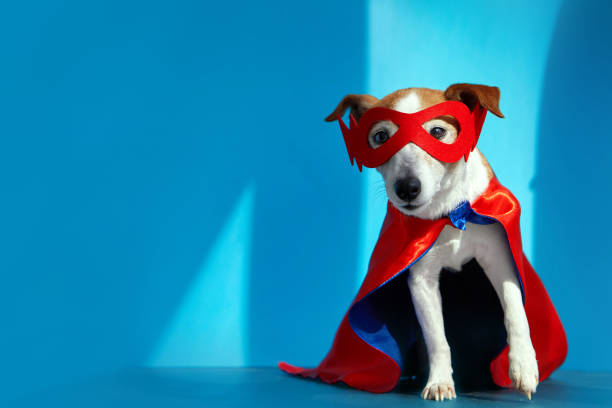 istock Dog dressed as illusionist and magician looks at camera 1337743579