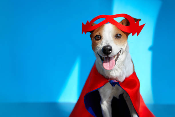 istock Cute cheerful Jack Russell Terrier in red mask 1337743585