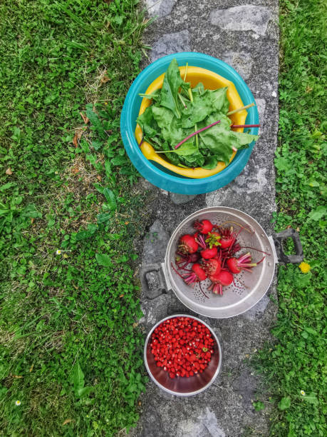 Fresh Organic Raw Beets and Juicy Red Wild Strawberries Picked from Country Garden