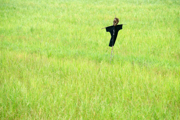 Lonely Scarecrow wearing black t shirt settle on the rice field against the wind.
