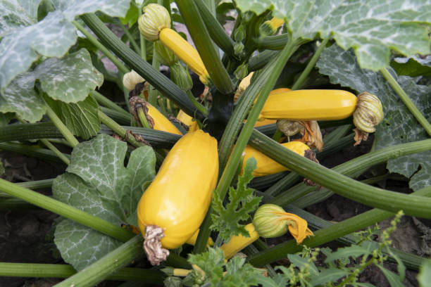 istock yellow zucchini on bushes 1337744789