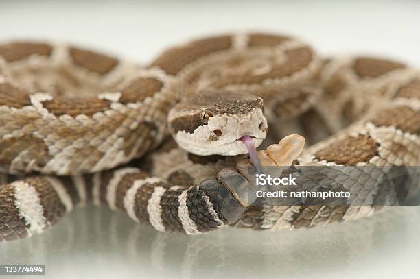 Western Rattlesnake Tongue Sticking Out Stock Photo - Download Image Now - Animal, Animal Body Part, Animal Head