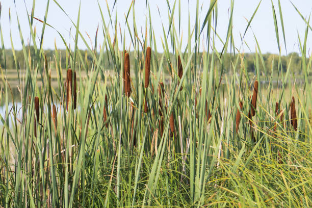 istock green horn near the water 1337745601