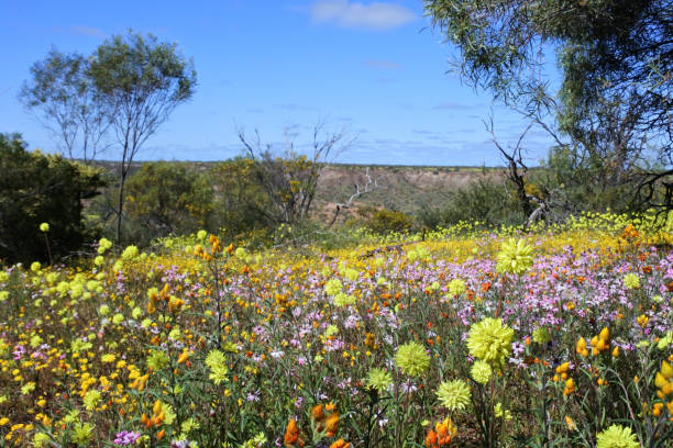 Colorful wildflowers blossoming in Western Australia Large group of colorful wildflowers blossoming in Victoria Plateau near Mingenew Western Australia australian wildflower stock pictures, royalty-free photos & images