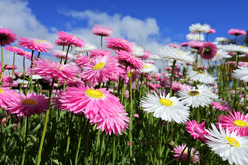 Large group of Everlasting daisies (Rhodanthe chlorocephala subspecies rosea) wildflowers blossoming in Western Australia.