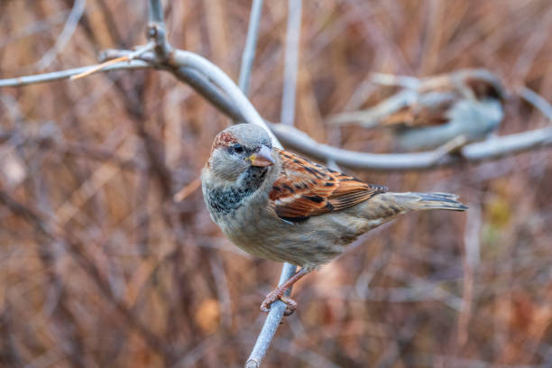 istock Sparrow sits on a branch without leaves. 1337747648