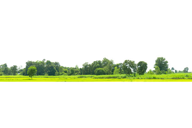 istock View of a High definition Treeline 1337748508