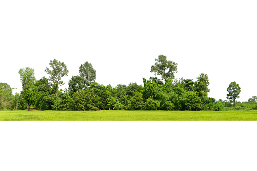 Vista de una línea de árbol de alta definición aislada photo