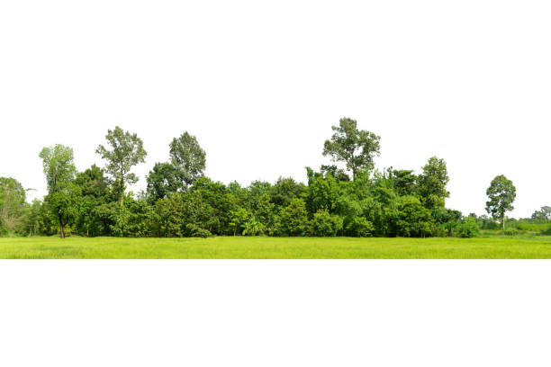 vista de uma linha de árvore de alta definição isolada - treelined forest tree summer - fotografias e filmes do acervo