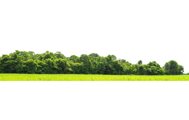 istock View of a High definition Treeline 1337748512