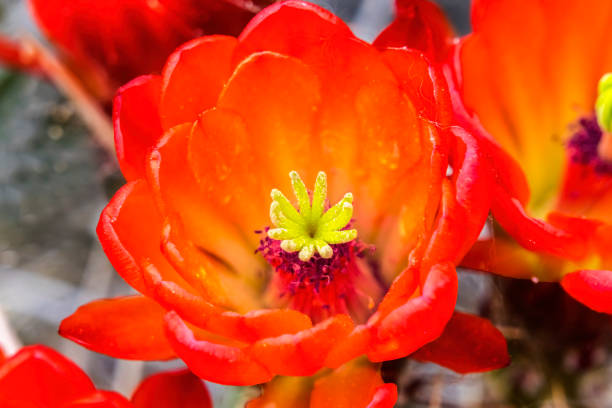 flores vermelhas claret cup cactus - desert cactus flower hedgehog cactus - fotografias e filmes do acervo