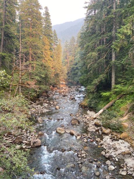 istock Gifford Pinchot National Forest 1337751319