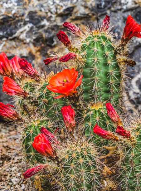 istock Red Orange Flowers Claret Cup Cactus 1337753757