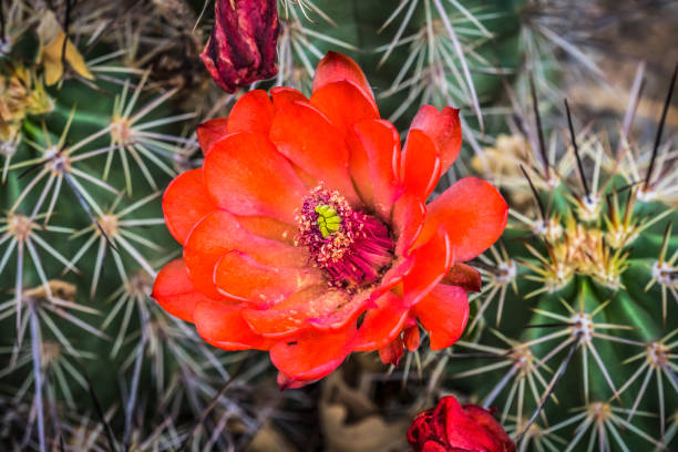 레드 오렌지 꽃 클라렛 컵 선인장 - cactus hedgehog cactus flower desert 뉴스 사진 이미지