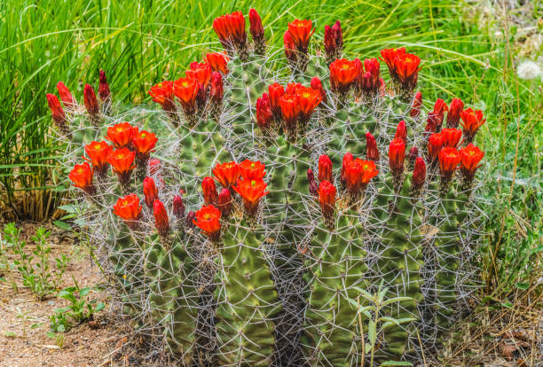 istock Red Orange Flowers Claret Cup Cactus 1337753786