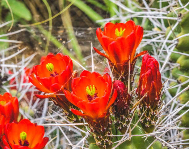 red orange flowers claret cup cactus - claret cup imagens e fotografias de stock