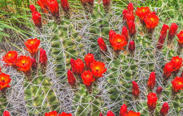 레드 오렌지 꽃 클라렛 컵 선인장 - echinocereus 뉴스 사진 이미지