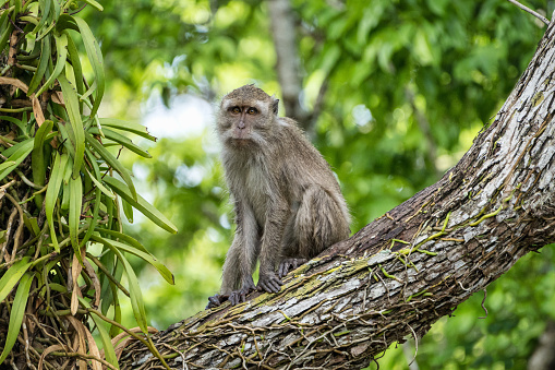 Crab-Eating Macaque - Macaca fascicularis - also known as the Long-Tailed Macaque sitting on Jungle Tree Branch. Wildlife Shot. Rainforest of Rinca Island, Komodo National Park, Flores, Indonesia, Southeast Asia