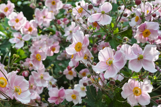 istock autumn anemone in full bloom, anemone hupehensis 1337754722
