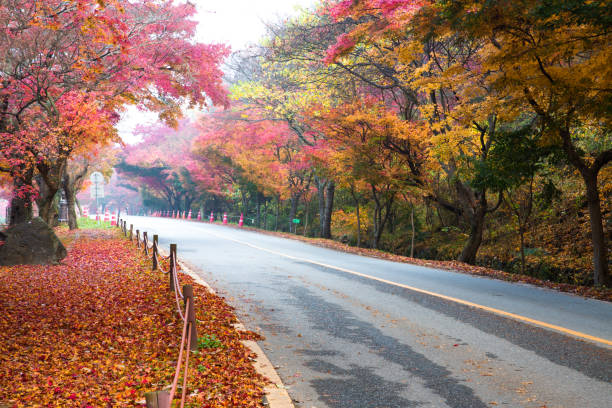 istock beautiful autumn scenery with red leaves 1337754894