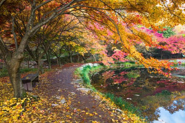 istock Autumn leaves coloring the lake red 1337754929