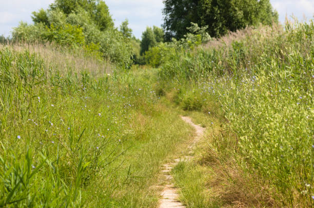 istock A pathway between trees and yarn landscape view of it 1337755510
