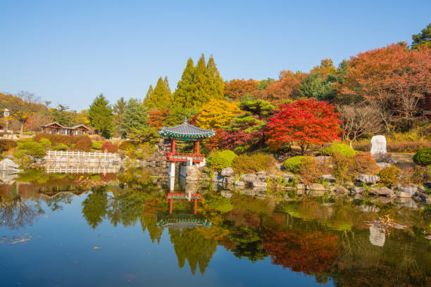 un petit étang à daejeon hyeonchungwon avec de belles feuilles d’automne - bench forest pond autumn photos et images de collection