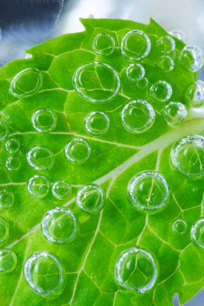 istock Mint leaf with bubbles in iced cold carbonated drink. 1337755741