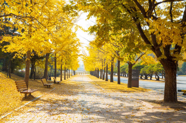 Ginkgo biloba leaves colored in yellow