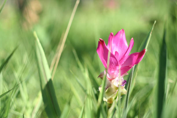 Siam Tulip pink flower with green nature background
