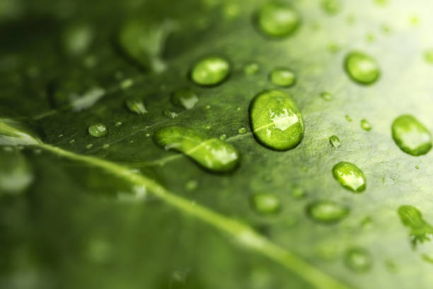 istock Rain water on green leaf macro.Beautiful drops and leaf texture in nature. 1337758864