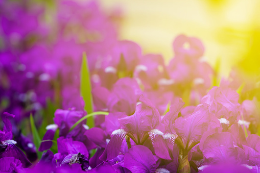 violet flowers in a rays of sun