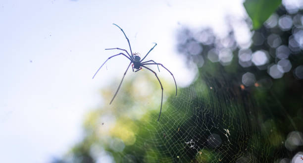 złoty jedwabny tkacz kul tkający pajęczynę z bliska. - orb web spider zdjęcia i obrazy z banku zdjęć