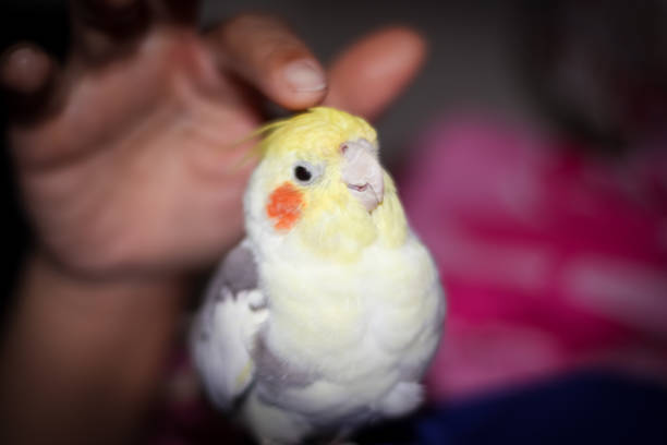 istock Cockatiels like to scratch their head 1337760288
